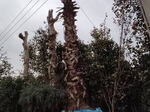 خرید و فروش گل  فضاباز در شهریار