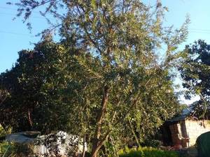 خرید و فروش گل  فضاباز در شهریار