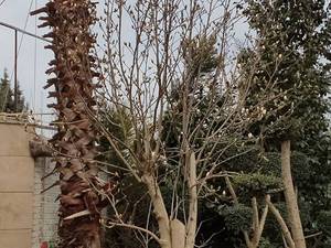خرید و فروش گل  فضاباز در شهریار