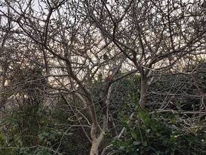 خرید و فروش گل  فضاباز در شهریار