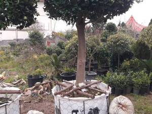 خرید و فروش گل  فضاباز در شهریار