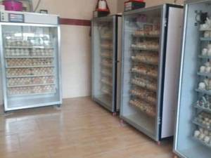 پرورش و فروش طیور زینتی و جوجه کشی 