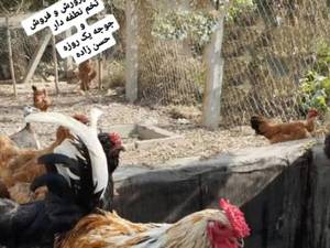 پرورش و فروش طیور زینتی و جوجه کشی 