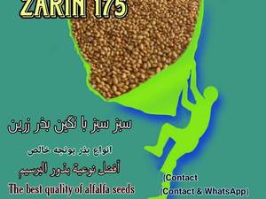 تولید فروش بذر یونجه  در اهواز خوزستان