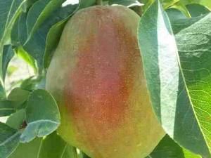 نهال گلابی