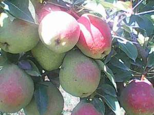 نهال گلابی درگزی