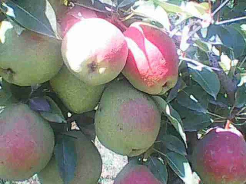 نهال گلابی درگزی