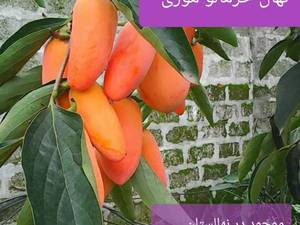 نهال خرمالو موزی