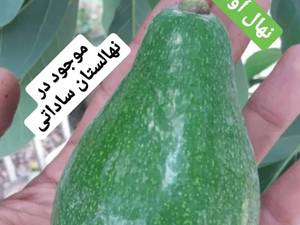 قیمت و خرید نهال آووکادو