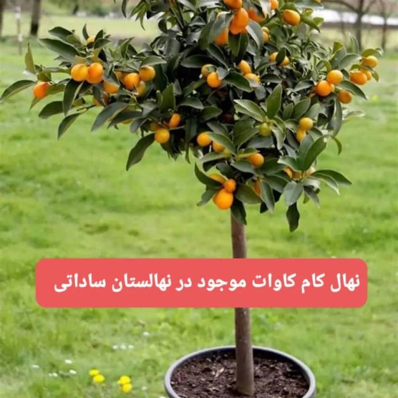 قیمت و فروش نهال کامکوات