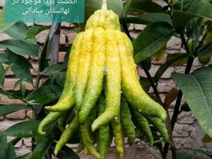 خرید و قیمت نهال انگشت بودا