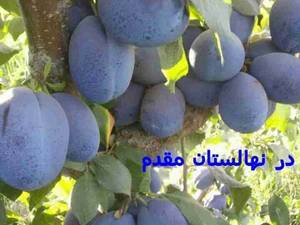 الو بخارا پایه بذری