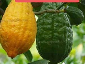 فروش عمده نهال بالنگ