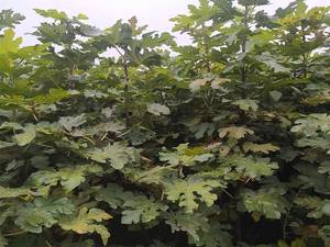 قیمت و خرید نهال انجیر