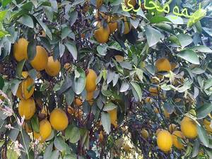 خرید و قیمت نهال لیمو مجاری