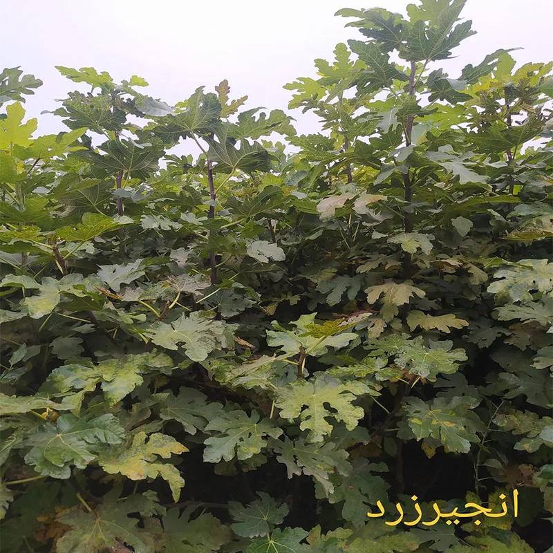 نهال انجیر زرد