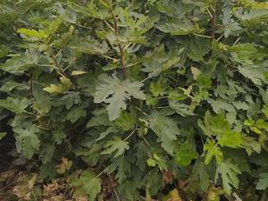 پرورش نهال انجیر عسلی