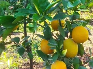 نهال پرتقال محلی ارزان