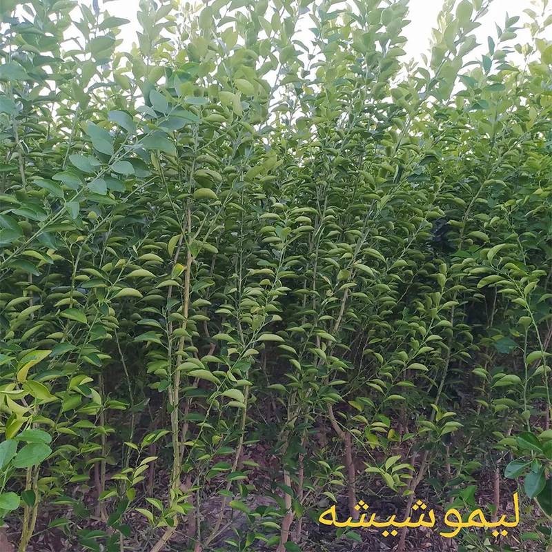 فروش نهال لیمو شیشه ترش