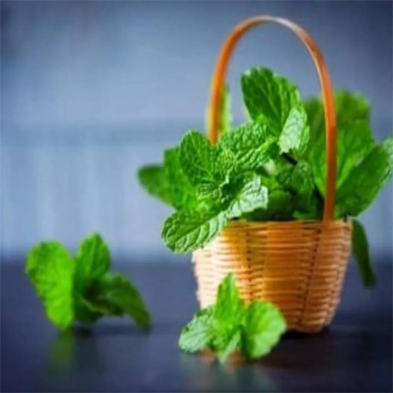 پخش عمده نعناع گیاهی