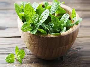 خرید نعناع گیاهی