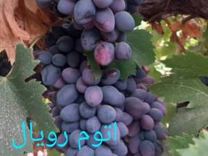 انگور رقم خارجی اتوم رویال