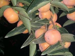 خرید و قیمت خرمالو گوجه ای