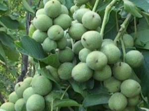 گردو رقم خوشه ای کاغذی
