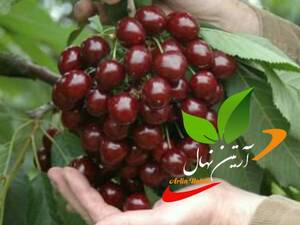 قیمت و خرید گیلاس خوشه ای