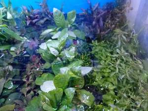 فروش گیاهان طبیعی آکواریوم در رشت