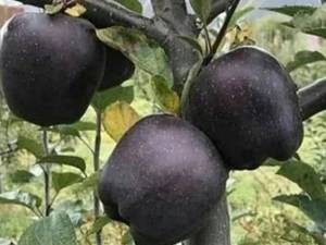 قیمت و فروش نهال سیب