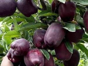 قیمت انواع نهال سیب