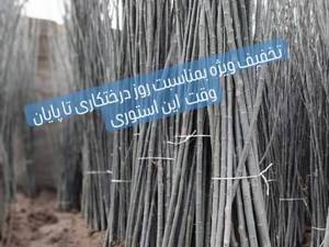 خرید و قیمت نهال صنوبر سیاه 