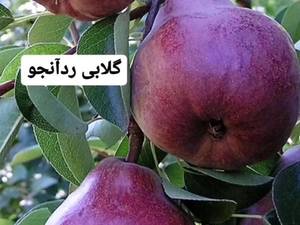 نام محصول گلابی ردآنجو 