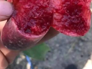 فروش نهال هلو انجیری 