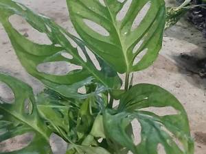 خرید  پتوس حصیری در رشت 
