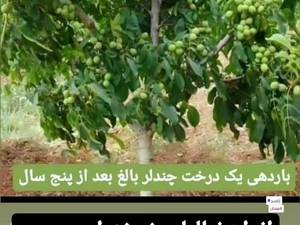خرید نهال گردو چندلر در کردستان 