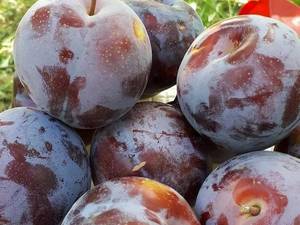 فروش نهال آلو سانتریزه در سنندج 