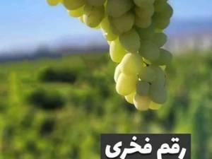 فروش نهال انگور فخری در بوکان