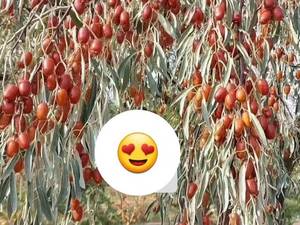 فروش نهال در سنندج 