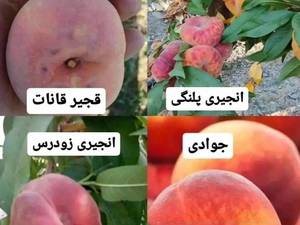 فروش نهال هلو مهایاد