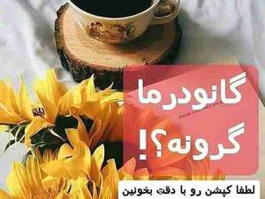 گانودرما