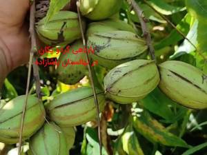 خرید و قیمت نهال گردو پکان