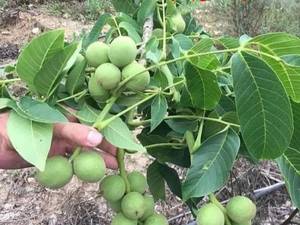 فروش و قیمت نهال گردو کوپه ای