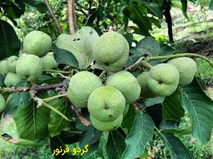 قیمت و خرید نهال گردو فرنور