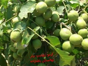فروش نهال گردو ژنوتیپ برتر 