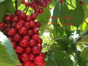 فروش عمده نهال گیلاس خوشه ای