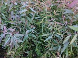 نهال اکالیپتوس برای مزرعه چوب دزفول 