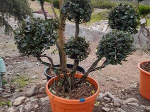 خرید گل لاوسن توپیاری در گیلان