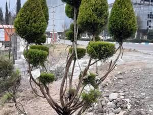 خرید گل لاوسن توپیاری در گیلان